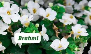 Brahmi